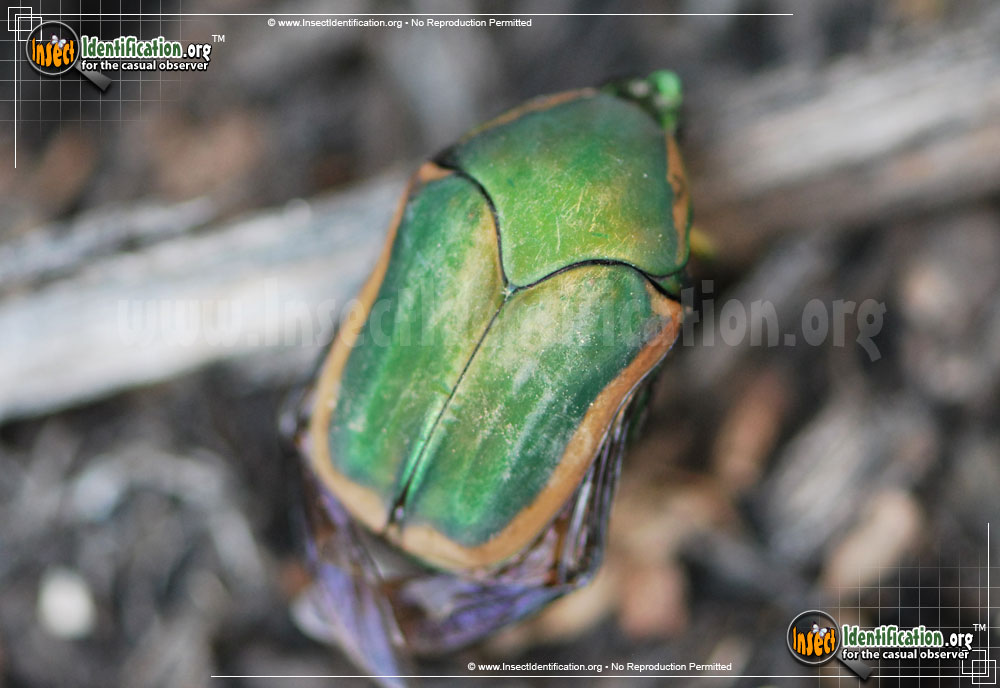 Full-sized image of the Green-June-Beetle
