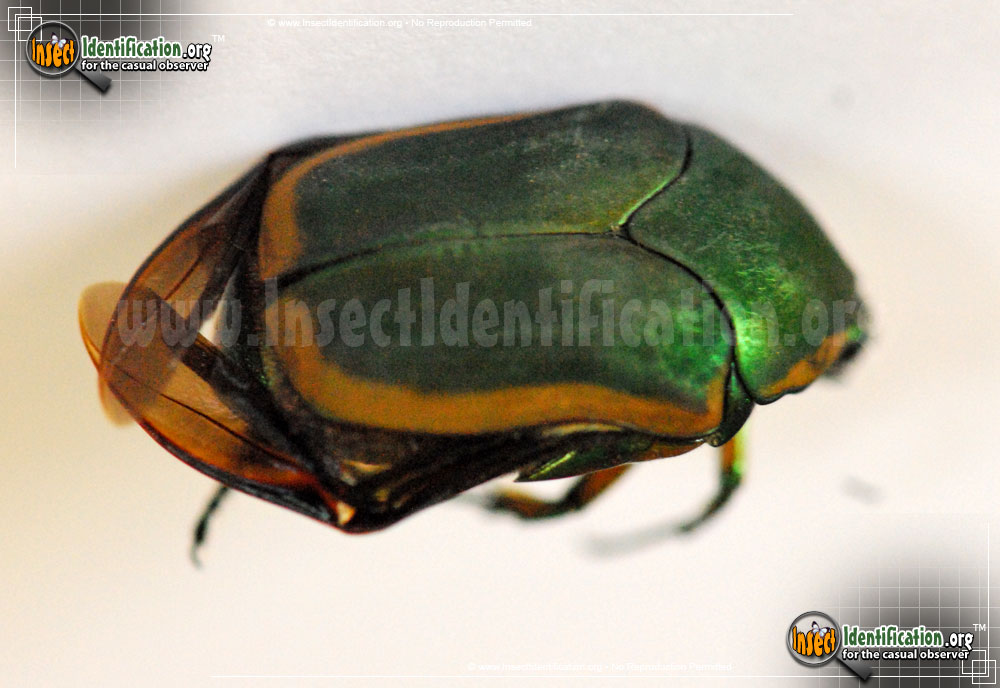 Full-sized image #2 of the Green-June-Beetle