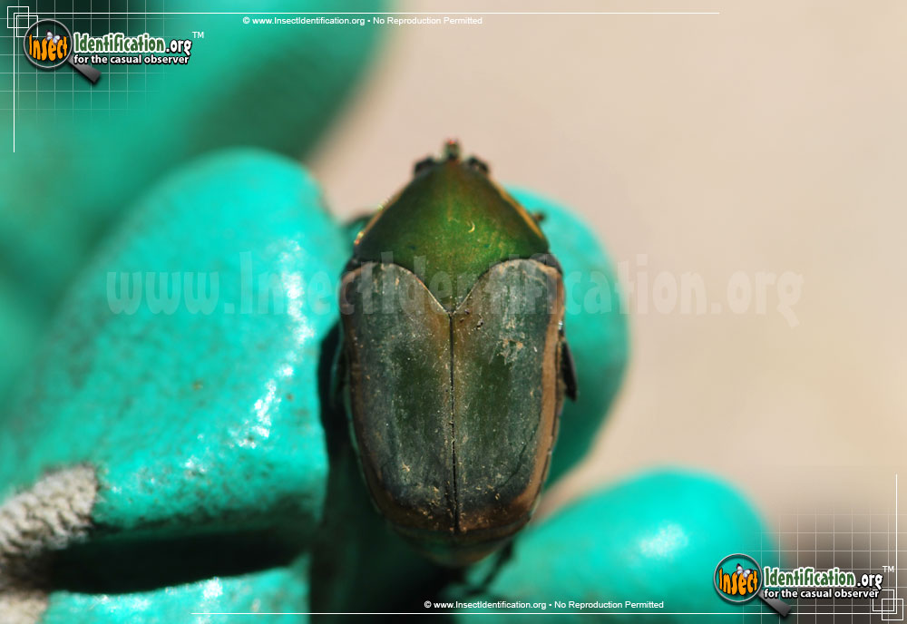 Full-sized image #4 of the Green-June-Beetle