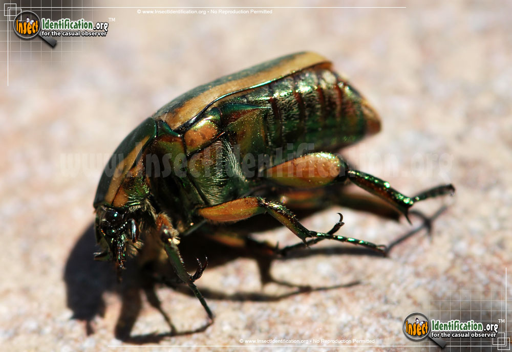 Full-sized image #14 of the Green-June-Beetle