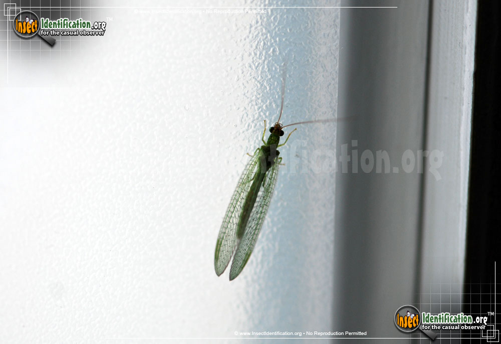Full-sized image #2 of the Green-Lacewing