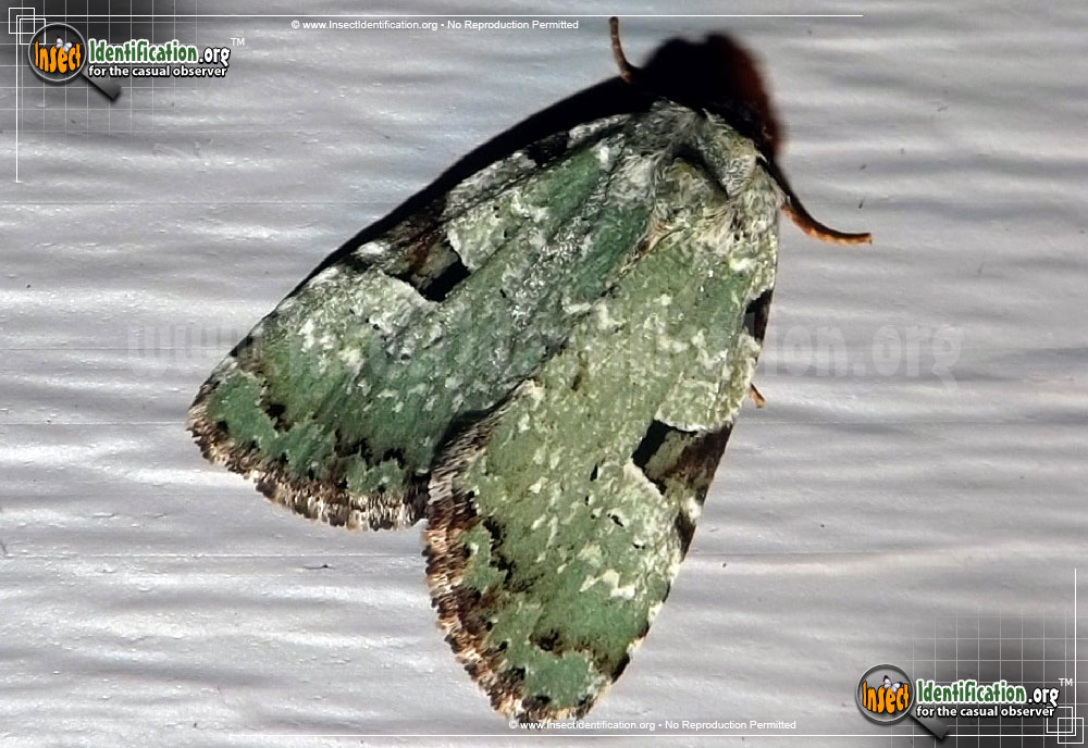 Full-sized image of the Green-Leuconycta-Moth