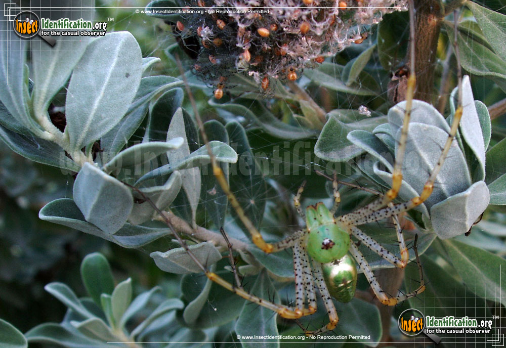 Full-sized image #8 of the Green-Lynx-Spider