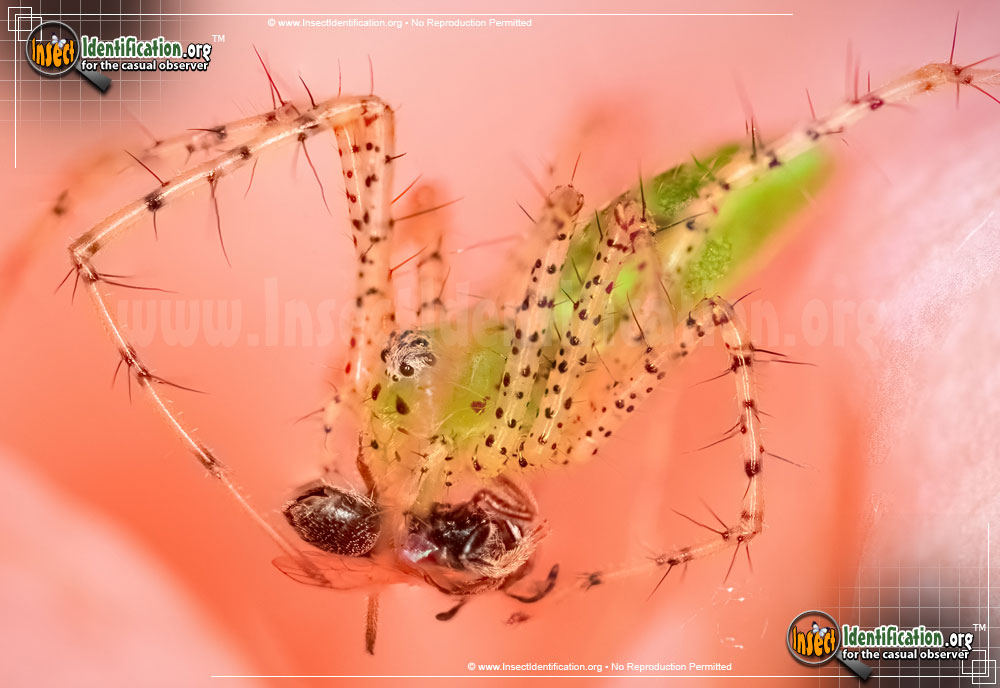 Full-sized image #11 of the Green-Lynx-Spider