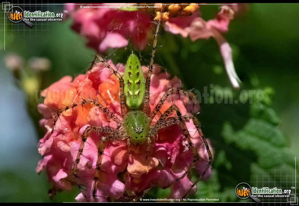 Full-sized image #10 of the Green-Lynx-Spider