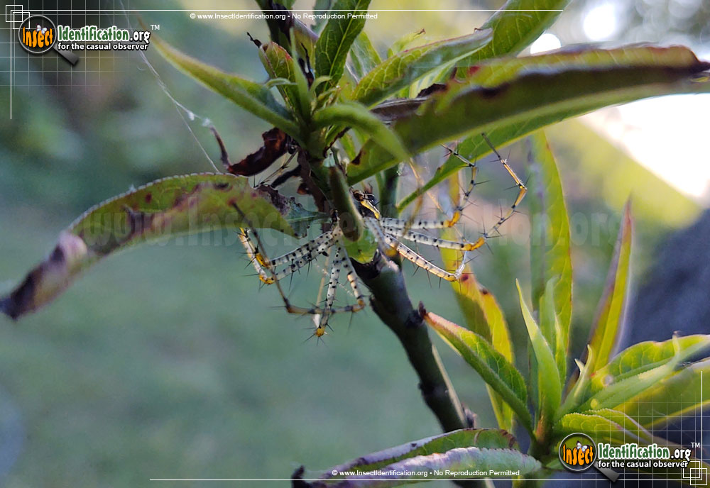 Full-sized image #9 of the Green-Lynx-Spider