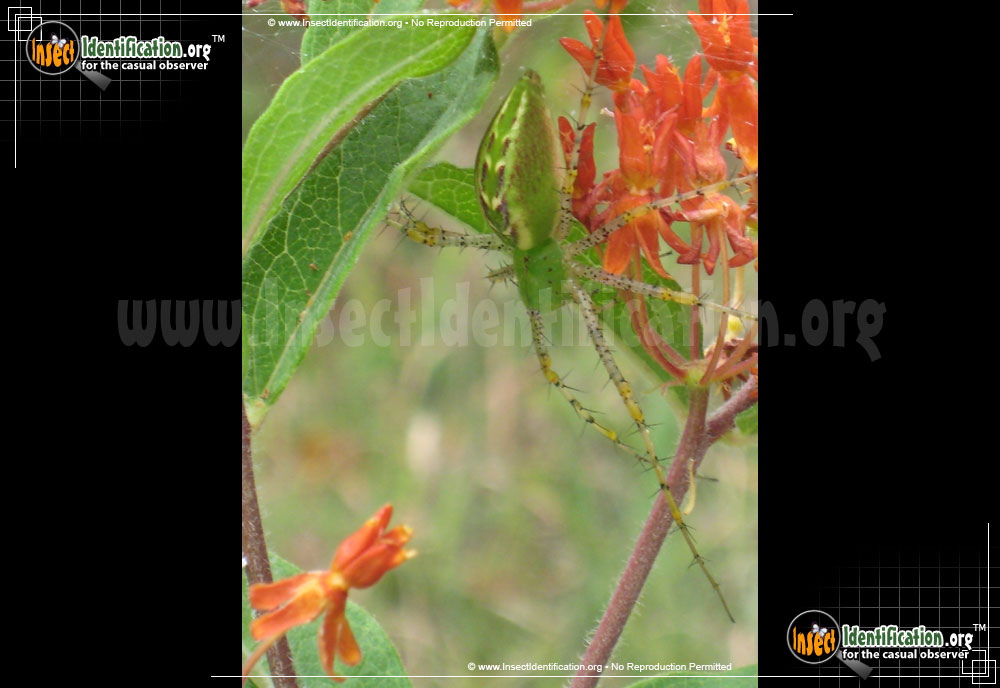 Full-sized image #7 of the Green-Lynx-Spider