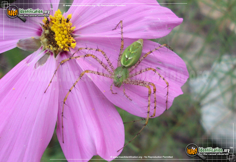 Full-sized image #3 of the Green-Lynx-Spider