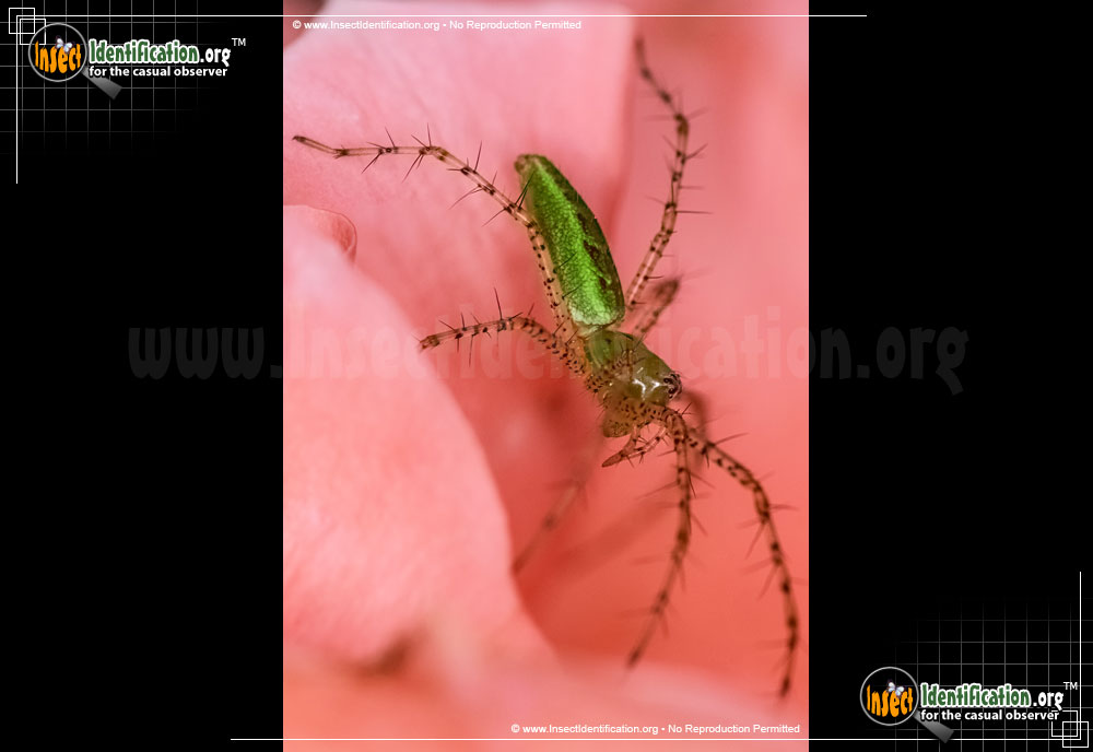 Full-sized image #5 of the Green-Lynx-Spider