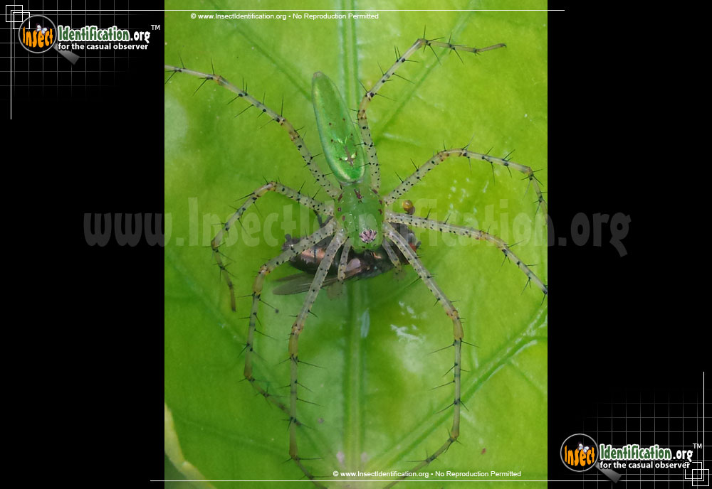 Full-sized image #4 of the Green-Lynx-Spider
