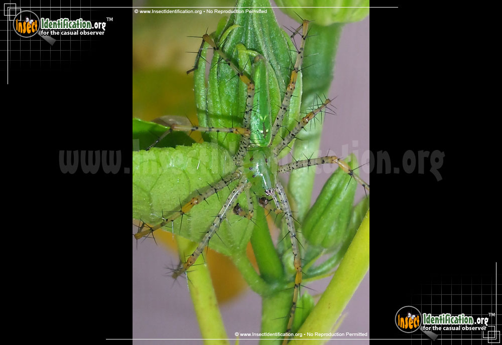 Full-sized image #6 of the Green-Lynx-Spider