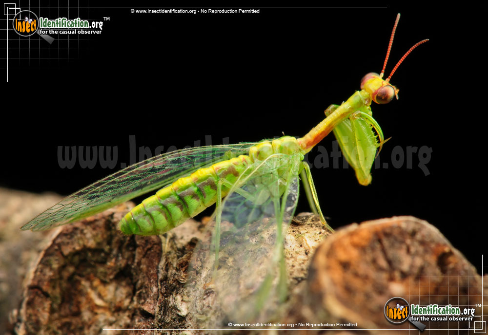 Full-sized image of the Green-Mantisfly