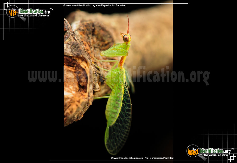 Full-sized image #2 of the Green-Mantisfly