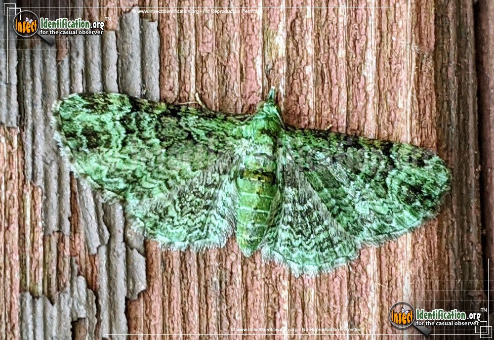 Full-sized image of the Green-Pug-Moth