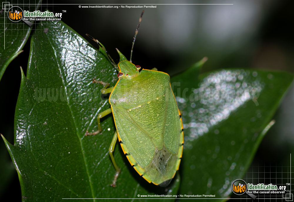 Full-sized image of the Green-Stink-Bug