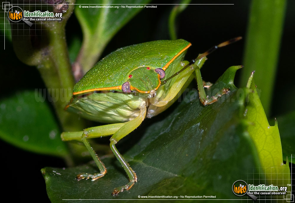 Full-sized image #5 of the Green-Stink-Bug