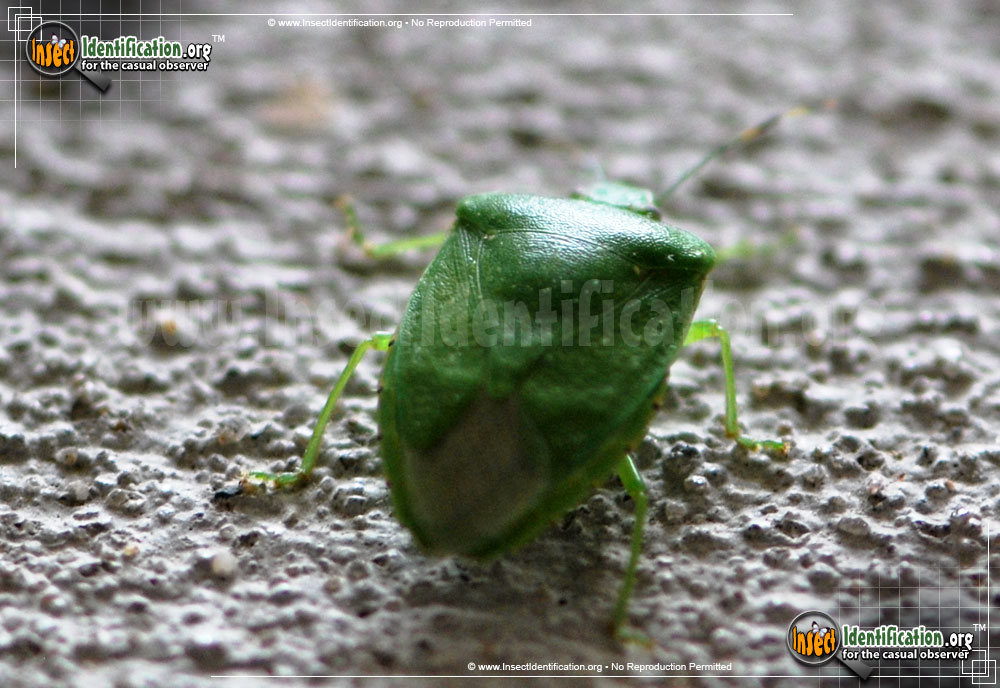 Full-sized image #9 of the Green-Stink-Bug