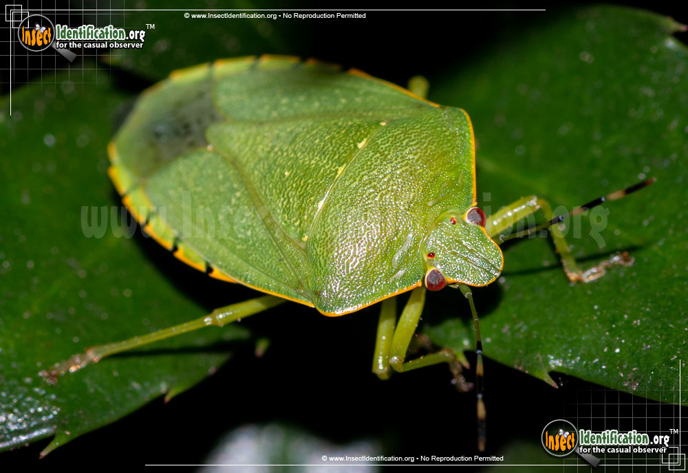 Full-sized image #3 of the Green-Stink-Bug