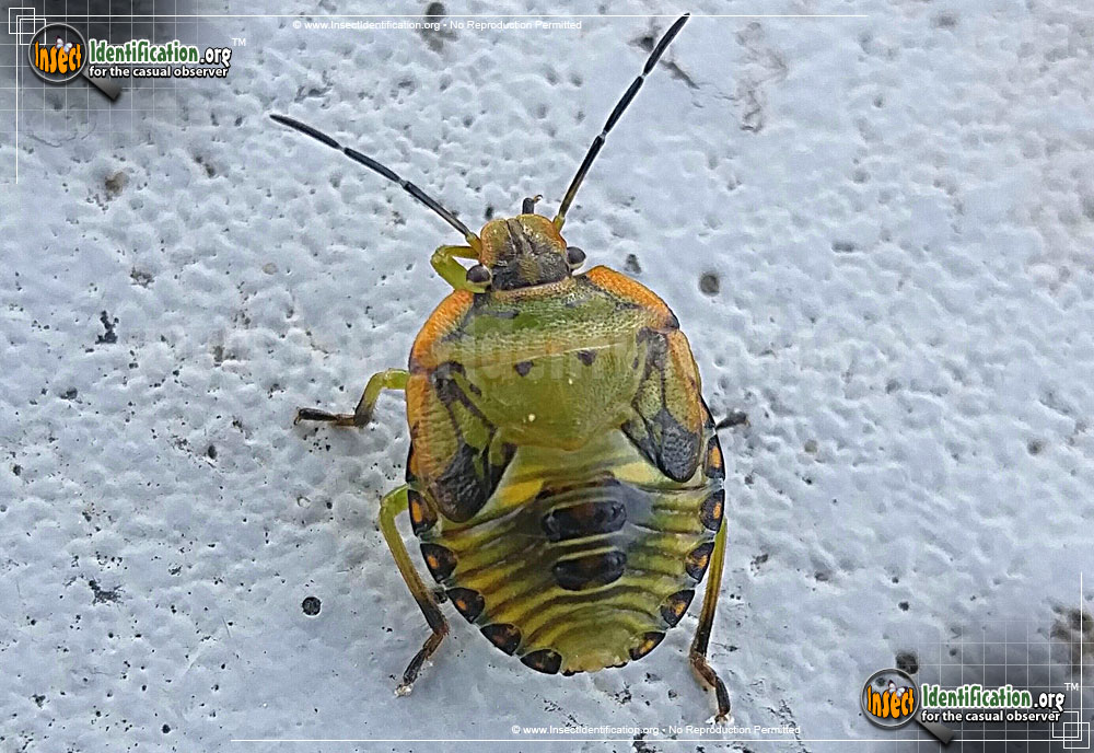 Full-sized image #11 of the Green-Stink-Bug