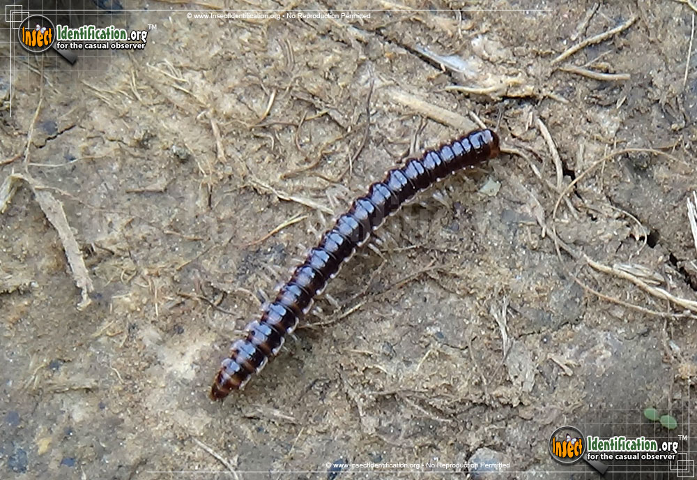 Full-sized image of the Greenhouse-Millipede