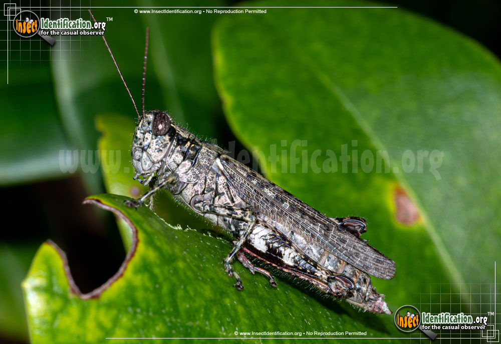 Full-sized image #2 of the Grizzly-Locust