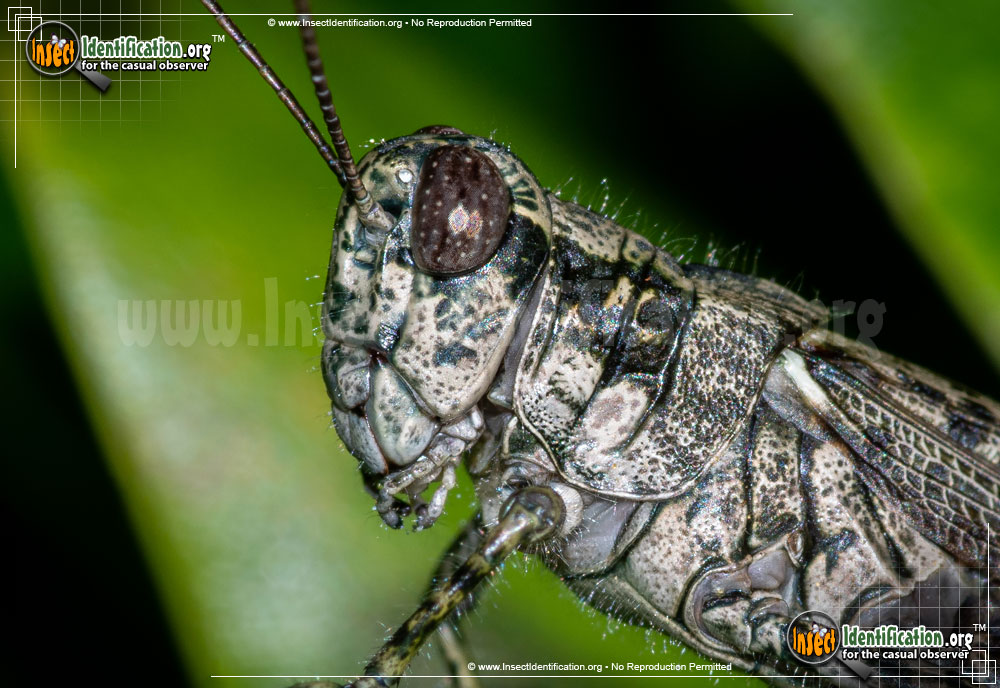 Full-sized image #5 of the Grizzly-Locust