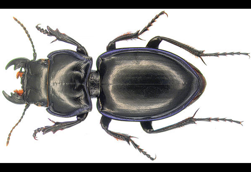 Full-sized image of the Ground-Beetle-Pasimachus