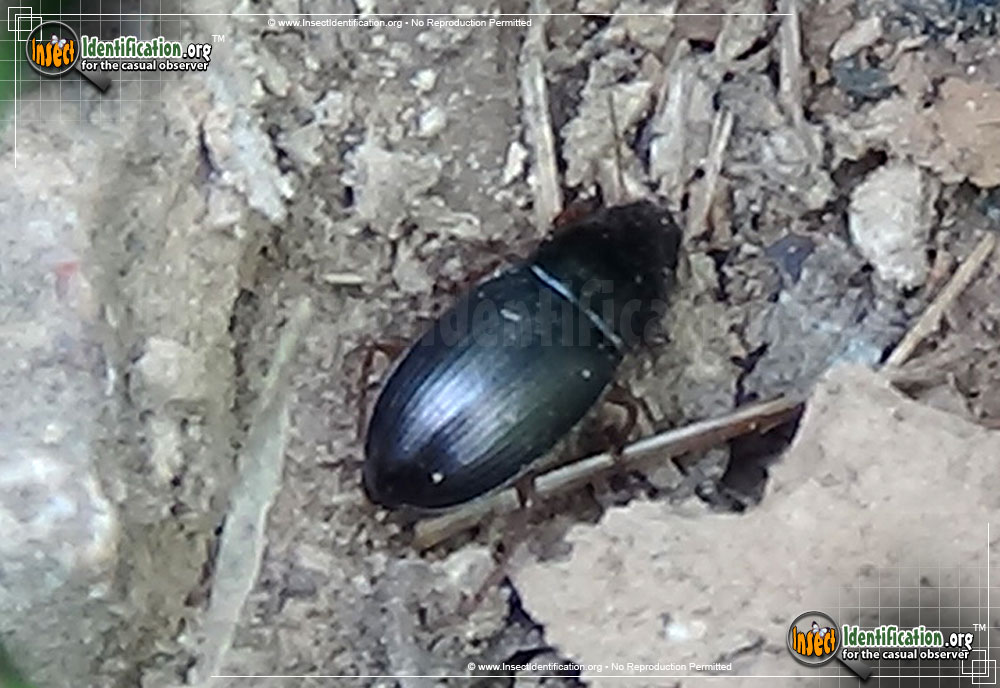 Full-sized image of the Ground-Beetle-Poecilus-chalcites
