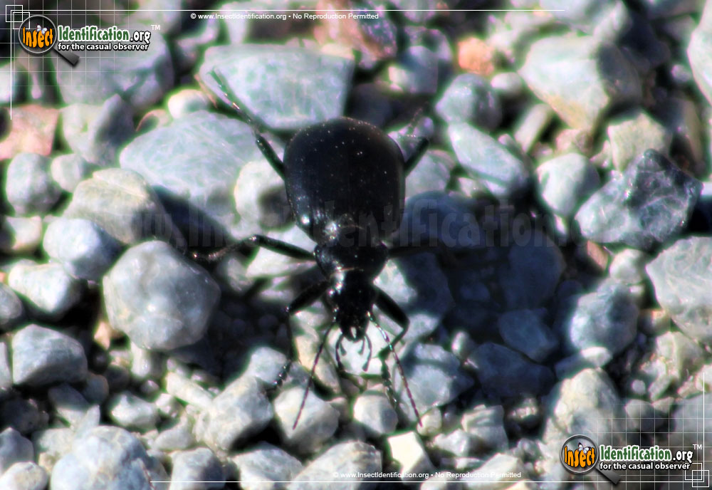 Full-sized image #2 of the Ground-Beetle