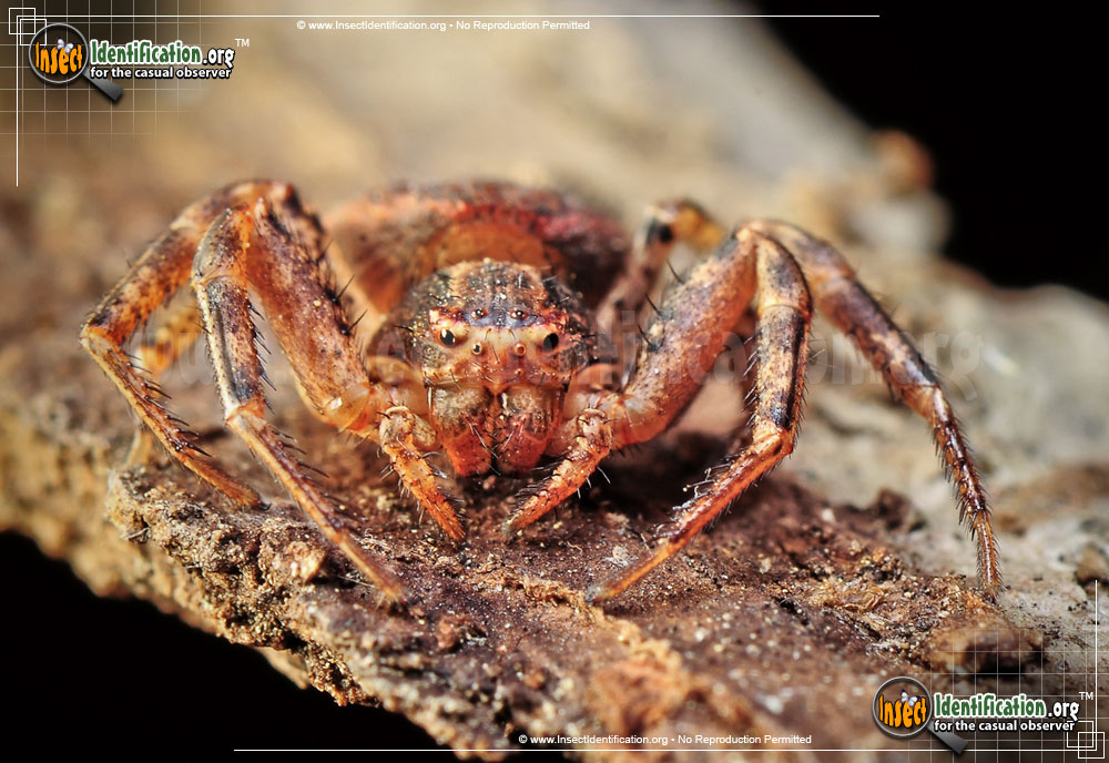 Full-sized image #8 of the Ground-Crab-Spider