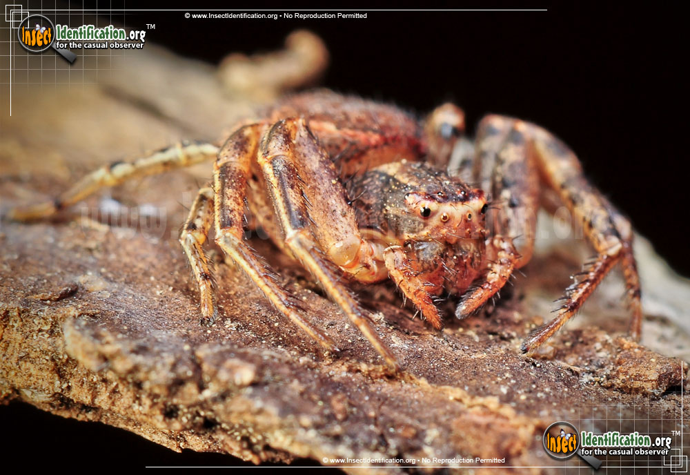 Full-sized image #5 of the Ground-Crab-Spider