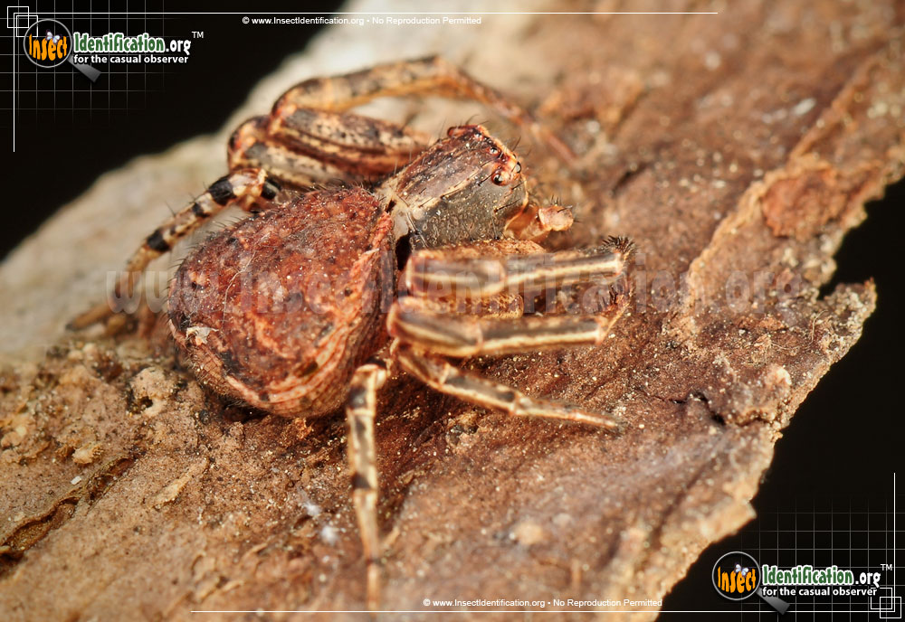 Full-sized image of the Ground-Crab-Spider
