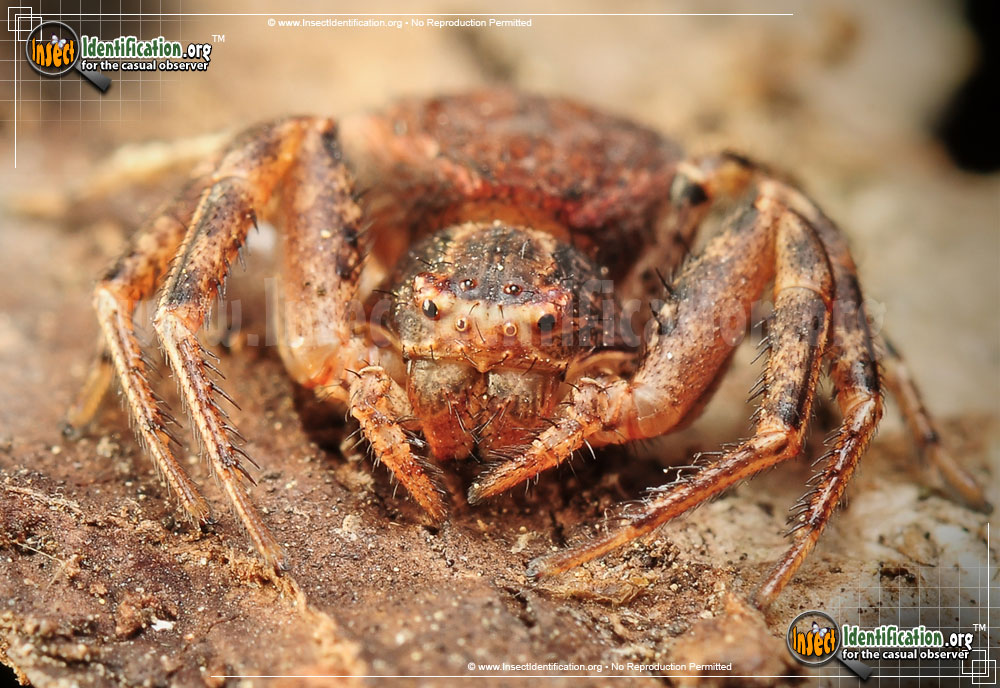 Full-sized image #4 of the Ground-Crab-Spider