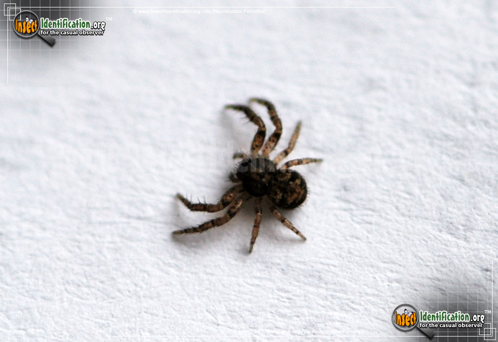 Full-sized image #3 of the Ground-Crab-Spider