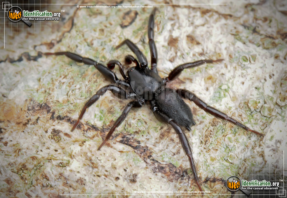 Full-sized image of the Ground-Spider