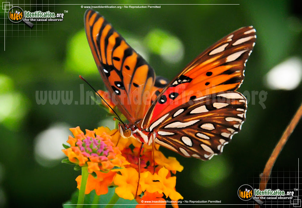 Full-sized image #13 of the Gulf-Fritillary-Butterfly