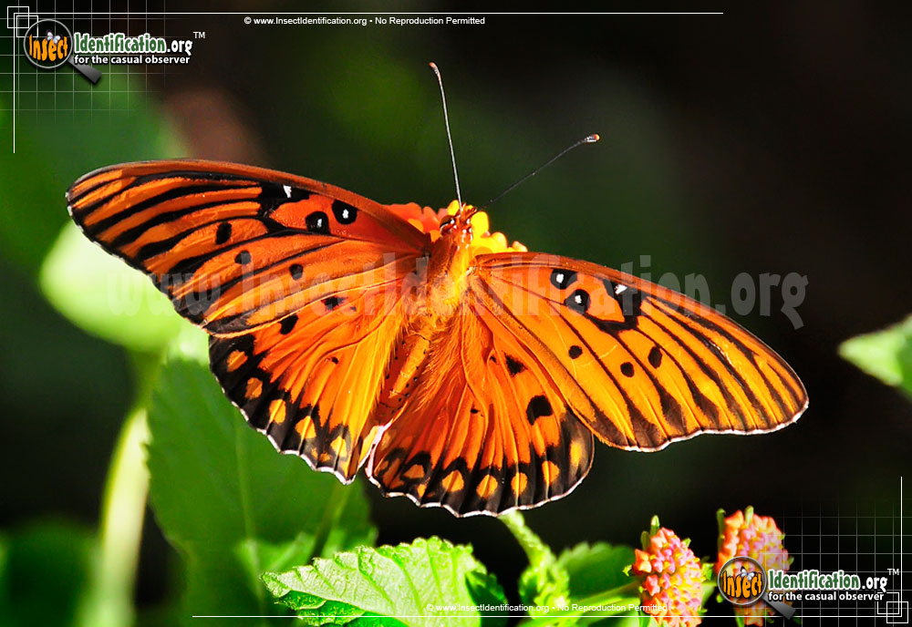 Full-sized image #6 of the Gulf-Fritillary-Butterfly