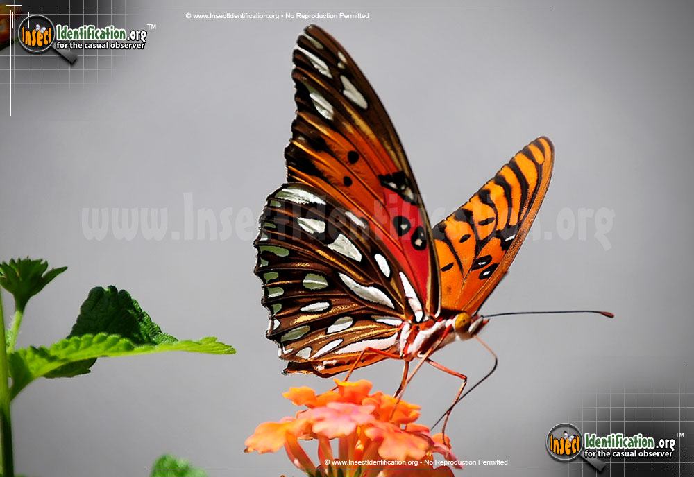 Full-sized image #4 of the Gulf-Fritillary-Butterfly