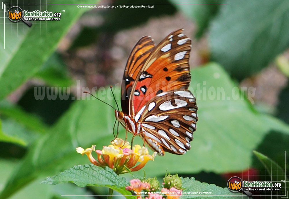 Full-sized image #8 of the Gulf-Fritillary-Butterfly