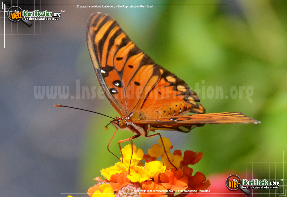 Full-sized image #9 of the Gulf-Fritillary-Butterfly