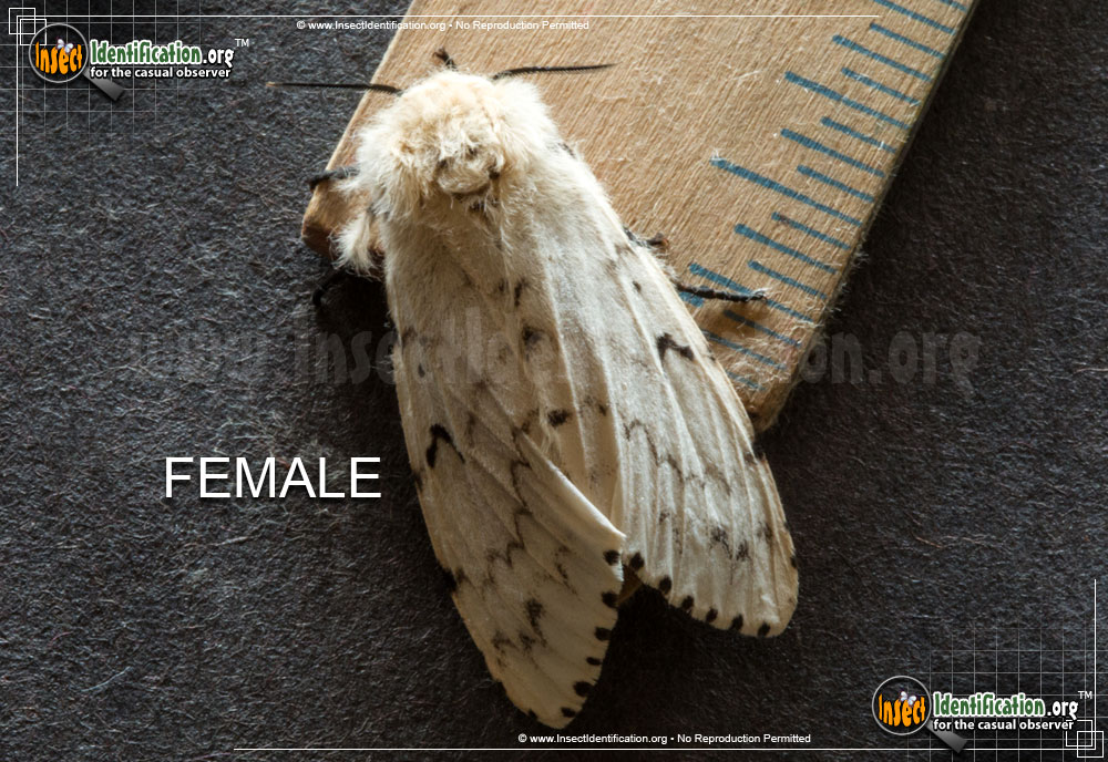 Full-sized image of the Gypsy-Moth