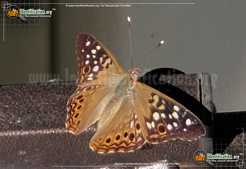 Full-sized image #8 of the Hackberry-Emperor