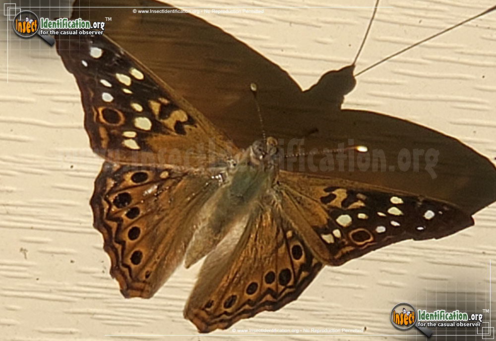 Full-sized image #9 of the Hackberry-Emperor