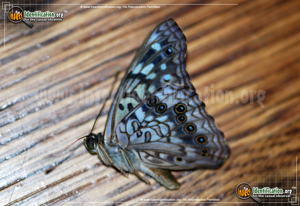 Full-sized image #4 of the Hackberry-Emperor