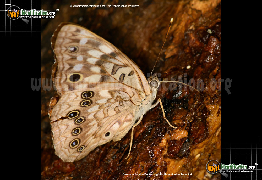 Full-sized image #2 of the Hackberry-Emperor