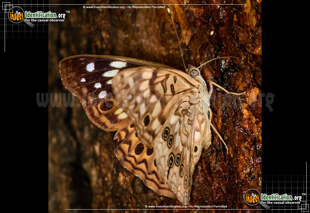 Full-sized image #3 of the Hackberry-Emperor