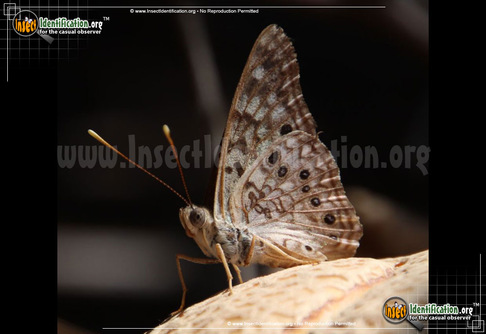 Full-sized image #9 of the Hackberry-Emperor