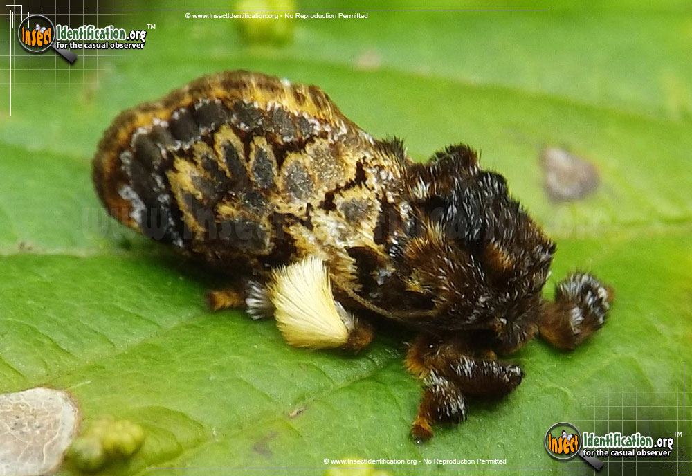 Full-sized image #5 of the Slug-Caterpillar-Moth
