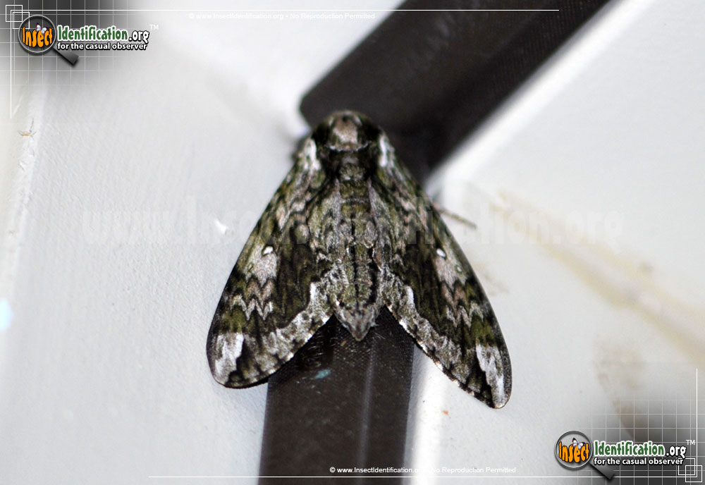 Full-sized image #2 of the Hagens-Sphinx- Moth