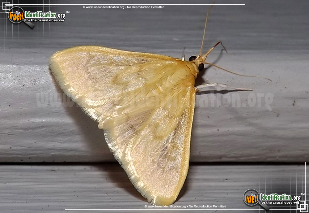 Full-sized image of the Hahncappsia-Moth